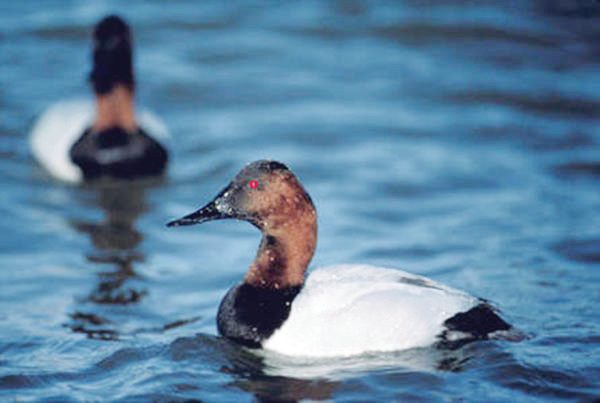 Canvasback photo courtesy FWS