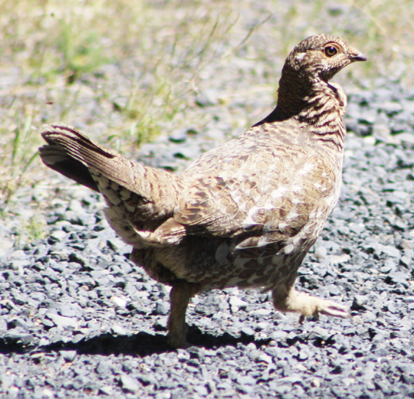 Hen grouse struts along a Washington mountain logging road. Workman found her on a recent summer scouting trek.