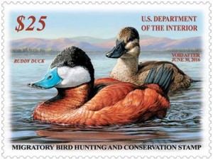 Waterfowl hunters should be in for a good season this year. In July, the US Fish and Wildlife Service (FWS) released its report on 2015 Trends in Duck Breeding Populations, based on surveys conducted in May and early June by FWS and the Canadian Wildlife Service. Overall duck numbers in the survey area are statistically similar to last year and remain strong. Total populations were estimated at 49.5 million breeding ducks in the traditional survey area, which is 51% above the 1955-2014 long-term average and the highest count on record. Last year’s estimate was 49.2 million birds. “We are fortunate to see continued high overall duck populations in North America’s breeding areas this year,” said DU CEO Dale Hall. “Though conditions were dry in some important habitats, we had large numbers of birds returning this spring and good conditions in the boreal forest and other areas of Canada. It looks like some typical prairie nesters skipped over the US prairies and took advantage of good conditions farther north. This is an important reminder about the critical need for maintaining abundant and high-quality habitat across the continent. The boreal forest, especially, can provide important habitat when the prairies are dry. But the boreal is under increasing threats from resource extraction.” The main determining factor for duck breeding success is wetland and upland habitat conditions in the key breeding landscapes of the prairies and the boreal forest. Conditions observed across the US and Canadian survey areas during the 2015 breeding population survey were drier than last year. Total pond counts for the US and Canada combined were 6.3 million, which is 12% below the 2014 estimate of 7.2 million and 21% above the long-term average. “An early spring balanced with poorer habitat conditions was apparent in this year’s survey,” said DU Chief Conservation Officer Paul Schmidt. “In addition to reduced precipitation over the winter and early spring, we have lost critical nesting habitat with the decrease in Conservation Reserve Program lands and continuing conversion of habitat to agricultural production across the US prairies. Fortunately, these conditions had minimal impacts on this year’s overall breeding bird numbers, but hunters should be concerned about these trends and what they might mean in future years. We have experienced good moisture in the prairies and liberal bag limits for more than two decades. Continuing habitat losses and drier conditions have the potential to change this scenario in the future.” The spring surveys provide the scientific basis for many management programs across the continent, including hunting season dates and bag limits. FWS had not yet released recommendations for the season structure and bag limits for 2015-16. Once that information is released individual states will make their specific selections within the federal framework of season length, bag limits and dates. Hunters should check the rules in their states for final dates. Many duck categories—mallards, gadwall, American wigeon, blue and green-winged teal, redheads and canvasback—showed numbers similar to the 2014 estimate and above the long-term average. Only a few varieties—notably northern pintails, scaup and black ducks—were below their long term averages. The 2015-2016 Federal Duck Stamp which went on sale at the beginning of July features a pair of ruddy ducks painted by wildlife artist Jennifer Miller of Olean, NY. Last fall, a panel of five judges chose Miller’s art from among 186 entries at the Federal Duck Stamp Art Contest, held at the National Conservation Training Center in Shepherdstown, WV. Miller is the third woman ever to win the Federal Duck Stamp Contest. The Federal Duck Stamp is the nation’s most unique and successful conservation stamp. Sales of the stamp have raised more than $800 million to protect more than 6 million acres of habitat for birds and other wildlife. This effort has largely been fueled by waterfowl hunters, who are required to buy a Duck Stamp each year. Birders and other outdoors enthusiasts, artists and stamp collectors also contribute to conservation by buying Duck Stamps.