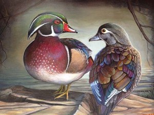 An acrylic painting of a wood duck pair painted by Andrew Kneeland, 17, of Rock Springs, WY, is depicted on the 2015-16 Junior Duck Stamp, which also went on sale in July.  Kneeland’s art was chosen from among best-of-show winners from states, the District of Columbia, and several US territories at the National Junior Duck Stamp Art Contest held in April at the National Conservation Training Center in Shepherdstown, WV.  FWS sells the Junior stamp for $5 5 to conservationists, educators, students and the public. Proceeds support conservation education. Sales of Junior Duck Stamps have raised well over $1 million, which has been re-invested in this unique conservation arts and science education program.  
