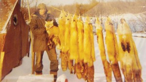Billy Isaac grew up in his family’s tradition of hunting and trapping, and has passed his wilderness skills to his seven children. When fur market prices are right, the trap harvest of fox pelts shown would help feed his family. 