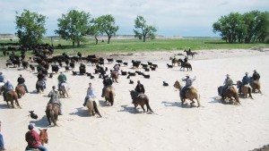 View from the back of a horse. Driving 450 pairs across the White River in South Dakota. This is a part of American culture that few get to experience. 