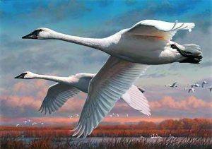 Joseph Hautman of Plymouth, MN, won the annual USFWS duck stamp art competition with an acrylic painting of a pair of trumpeter swans. It was his fifth Federal Duck Stamp contest victory. His work graces the 2016-17 stamp, which went on sale June 24. Stamp sales raise about $25 million a year from hunters and collectors to fund waterfowl habitat programs. (Photo credit: USFWS)