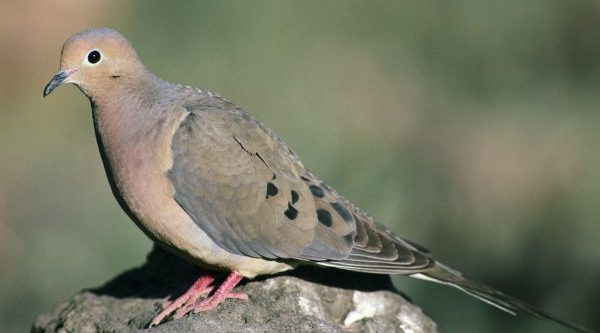 Here it is, the mourning dove, and seasons open soon across many states.