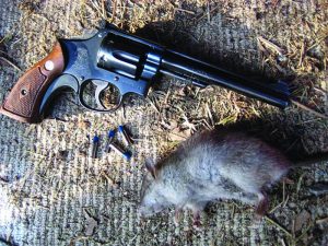 This old four screw S&W K22 revolver has been busting assorted varmints, like this Norway Rat, for many years. Its an ideal .22 for everyday use.