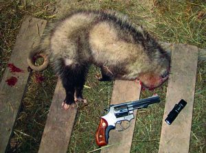 Tools for pest control in the barn; S&W 4” Model 651 .22WMR revolver and a Streamlight ProTac 1L light.