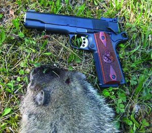 The author’s new Springfield Armory 9mm Range Officer, in 9mm, with its first woodchuck.