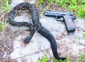 This female Rattler was taken by the author with the EDC X9 using a CCI 9mm shotshell.