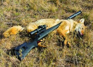 A coyote killed without disturbing livestock and neighbors thanks to a SilencerCo silencer. (Photo courtesy SilencerCo)