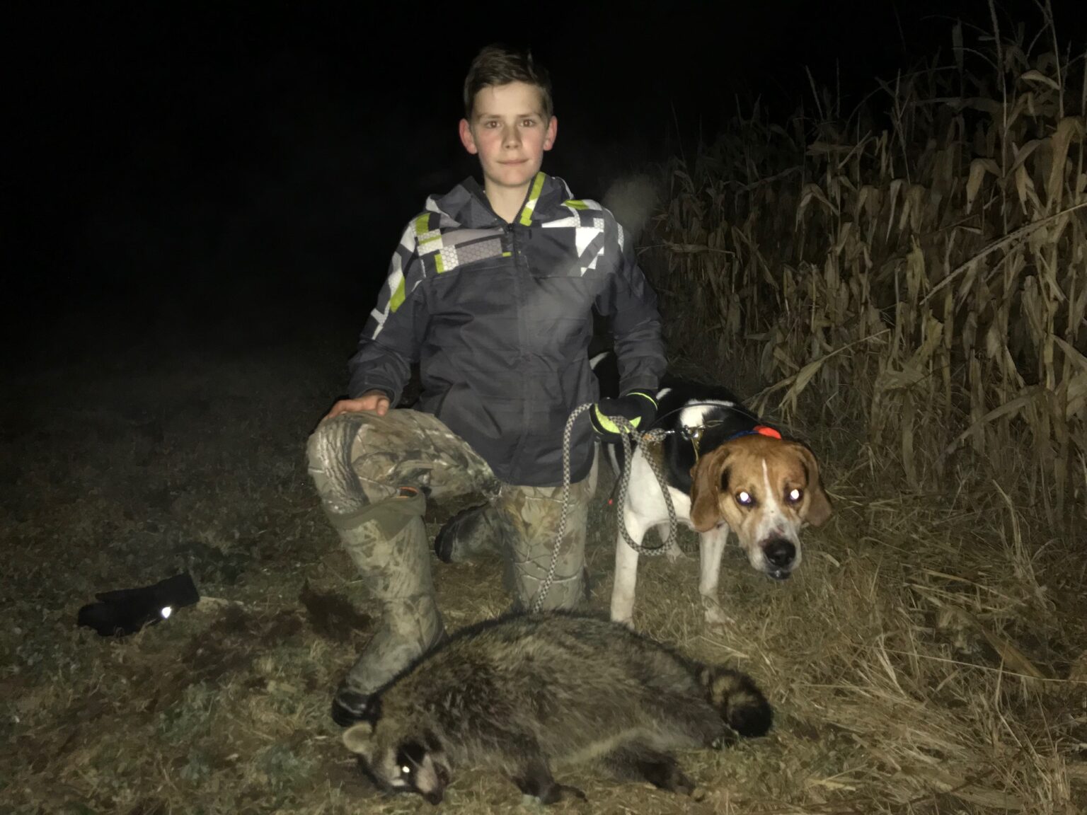 Hunting Coyotes with Dogs Effective Predator Control TheGunMag The